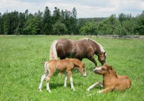 Amelie, Robin und Briana (liegend).jpg