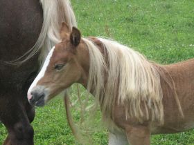 Robin mit Haarverlängerung von Mama.jpg